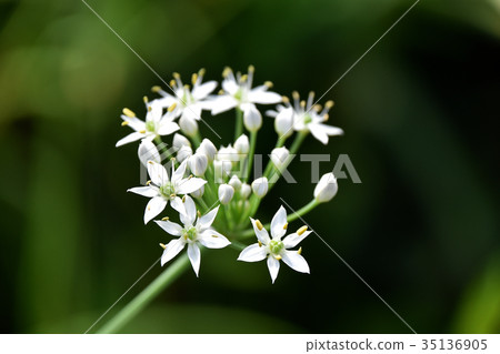 Nira Flower Nira Flower 35136905