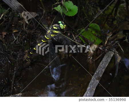 Flight of Onyangma 35136998