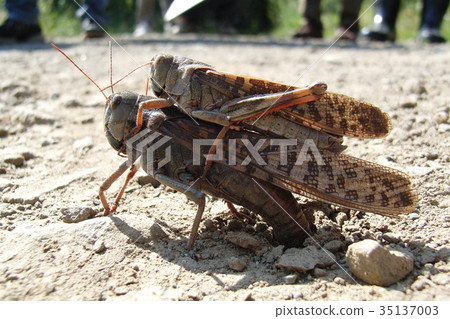 Tonosama beatta的產卵 Tonosama beatta的產卵 35137003