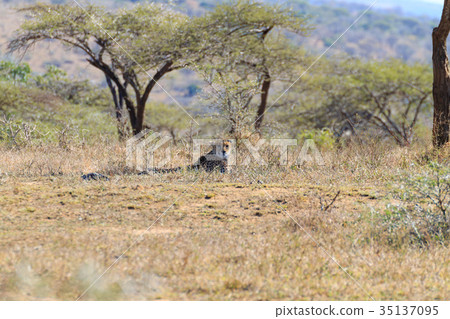 Cheetah close up from South Africa Cheetah close up from South Africa 35137095