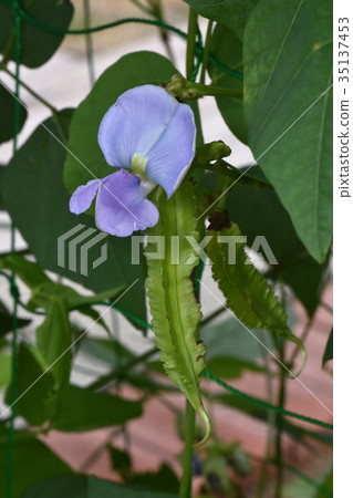 Shikaku beans 35137453