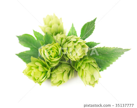 Fresh green hop branch, isolated on white Fresh green hop branch, isolated on white 35137777