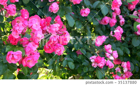 鶴之(安吉拉) 鶴之(安吉拉) 35137880