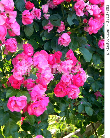 鶴之(安吉拉) 鶴之(安吉拉) 35137882