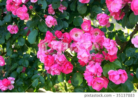 鶴之(安吉拉) 鶴之(安吉拉) 35137883