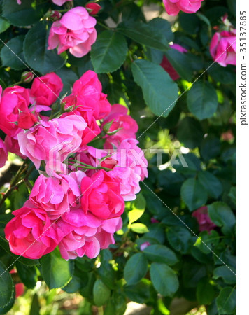 鶴之(安吉拉) 鶴之(安吉拉) 35137885