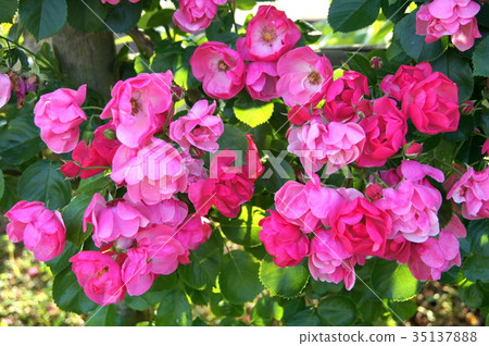 鶴之(安吉拉) 鶴之(安吉拉) 35137888