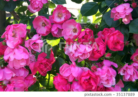 鶴之(安吉拉) 鶴之(安吉拉) 35137889