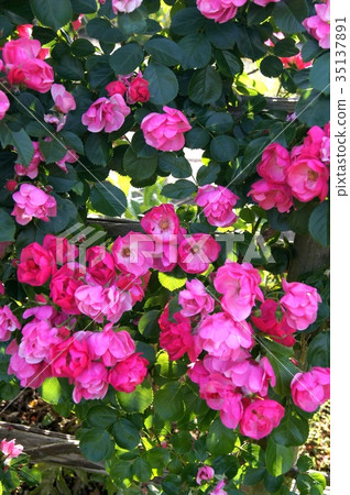 鶴之(安吉拉) 鶴之(安吉拉) 35137891