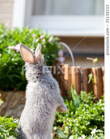 一隻兔子 35138315
