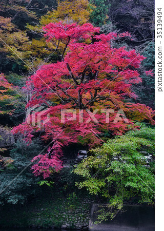 秋天的樹葉 35139494