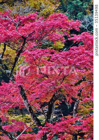 Autumn leaves Autumn leaves 35139498