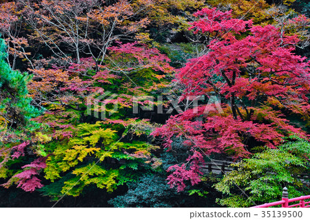 Autumn leaves Autumn leaves 35139500