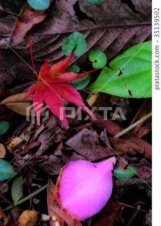 Autumn leaves Autumn leaves 35139502