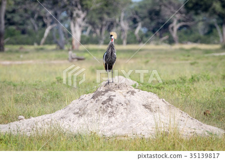 Grey crowned crane standing on a Termite mount. 35139817