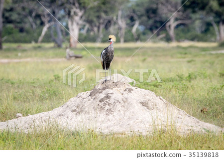 Grey crowned crane standing on a Termite mount. 35139818
