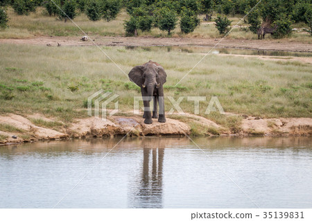 Elephant bull at a waterhole. Elephant bull at a waterhole. 35139831