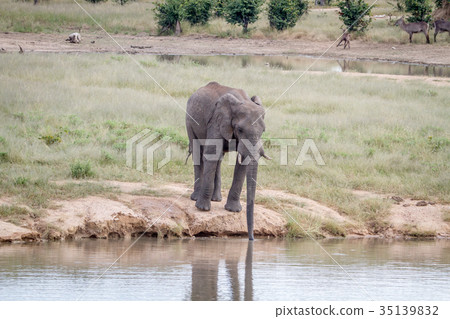 Elephant bull at a waterhole. Elephant bull at a waterhole. 35139832