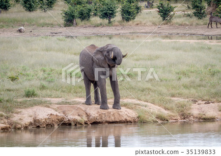 Elephant bull at a waterhole. 35139833