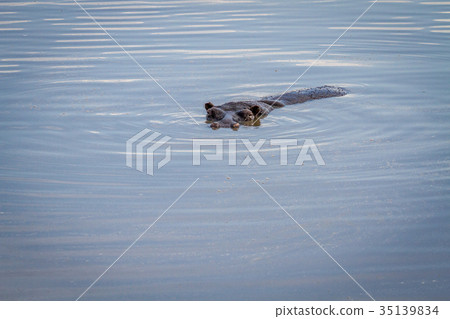 Hippo head sticking out of the water. Hippo head sticking out of the water. 35139834