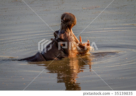 Hippo yawning in the water in Hwange. Hippo yawning in the water in Hwange. 35139835