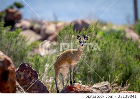 Klipspringer standing on rocks. 35139841