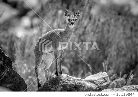 Klipspringer standing on rocks. 35139844