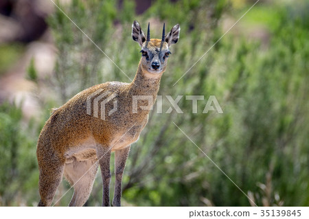 Klipspringer standing on rocks. 35139845