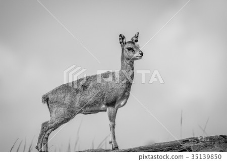 Klipspringer standing on rocks. Klipspringer standing on rocks. 35139850