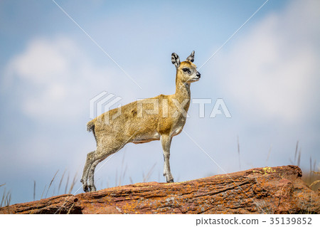 Klipspringer standing on rocks. Klipspringer standing on rocks. 35139852
