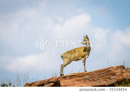 Klipspringer standing on rocks. 35139854