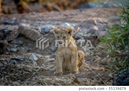 Lion cub sitting in a dry riverbed. Lion cub sitting in a dry riverbed. 35139879