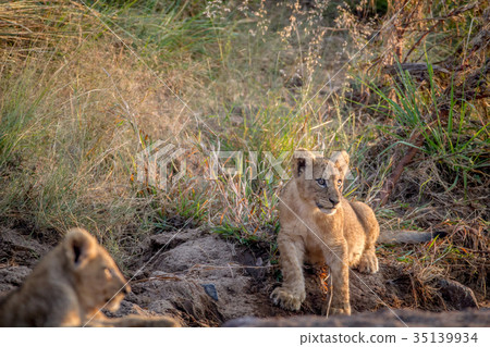 Lion cub sitting in a dry riverbed. 35139934