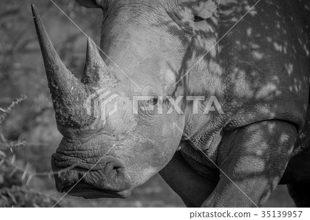 Side profile of a White rhino. 35139957