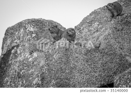 Rock dassies sitting on rocks. 35140000