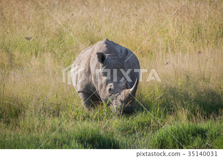 Big White rhino bull standing in the grass. 35140031