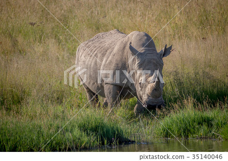White rhino bull standing in the grass by water. White rhino bull standing in the grass by water. 35140046