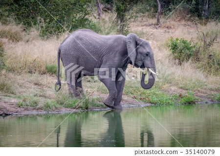 Elephant drinking at a water dam. Elephant drinking at a water dam. 35140079