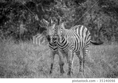 Two Zebras bonding together in Kruger. 35140098