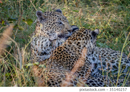 Mother Leopard and cub bonding in the grass. Mother Leopard and cub bonding in the grass. 35140257
