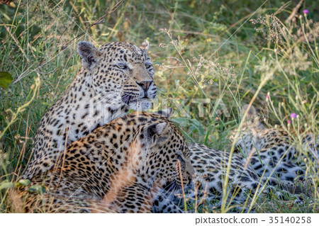 Mother Leopard and cub bonding in the grass. 35140258