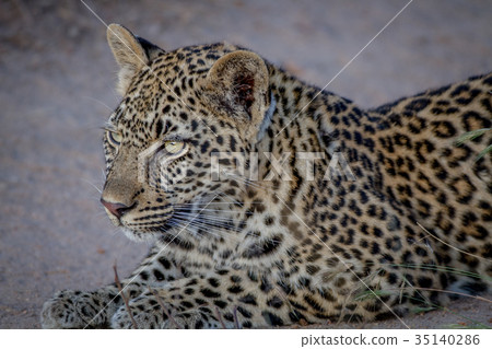 Young Leopard stalking his sister. Young Leopard stalking his sister. 35140286