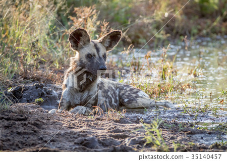 African wild dog laying next to the water. 35140457