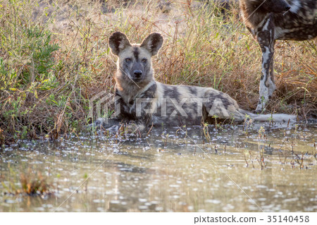 African wild dog laying next to the water. African wild dog laying next to the water. 35140458