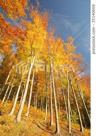 Autumn beech forest in the sunshine 35140609