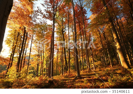 Autumn beech forest at sunrise  35140611