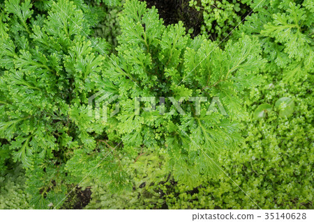 Green fern Green fern 35140628