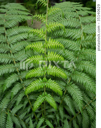 Green fern Green fern 35140629