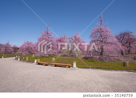 Suzuka Forest Garden - Weeping plum blossoms in full bloom - Suzuka's tourist spot - Mie Prefecture's famous flower spot 35140759