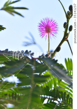 Ojijiso花(圖片僅供參考) Ojijiso花(圖片僅供參考) 35141237